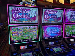 Berbagai jenis bonus harian bawahoki: deposit bonus, free spins, cashback, dan bonus sportsbook